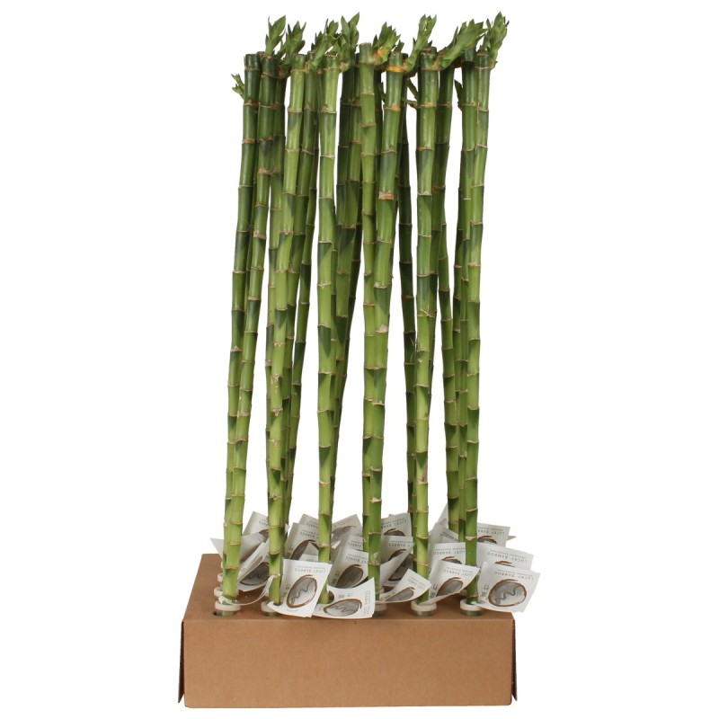 Lucky Bamboo tige droite à l'unité – H 70 cm