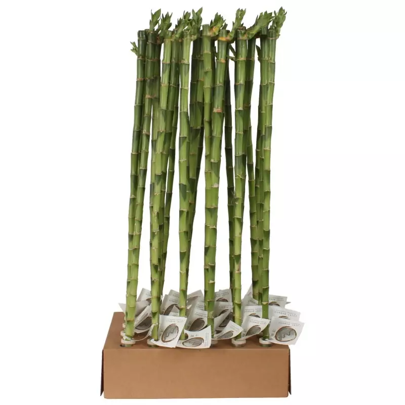 Lucky Bamboo tige droite à l'unité – H 70 cm