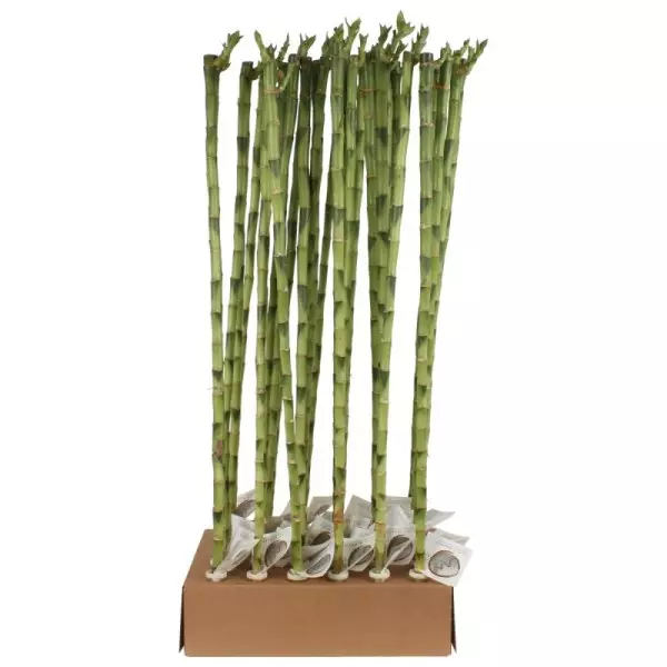 Lucky Bamboo tige droite à l'unité – H 80 cm