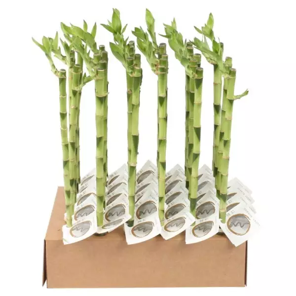 Lucky Bamboo tige droite à l'unité – H 40 cm