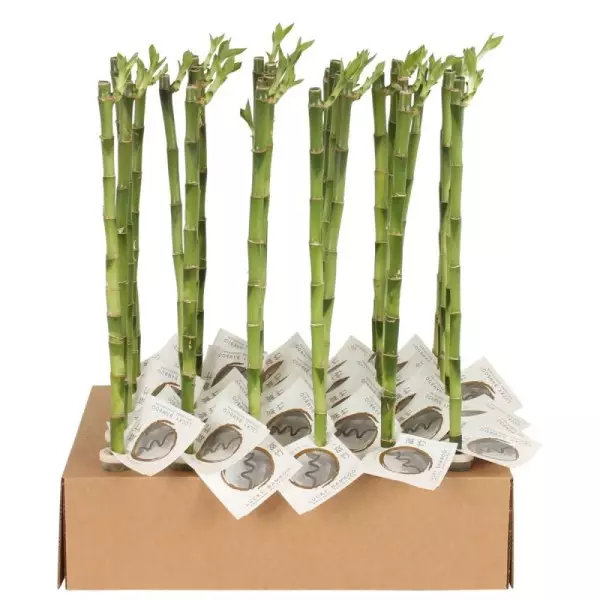 Lucky Bamboo tige droite à l'unité – H 50 cm