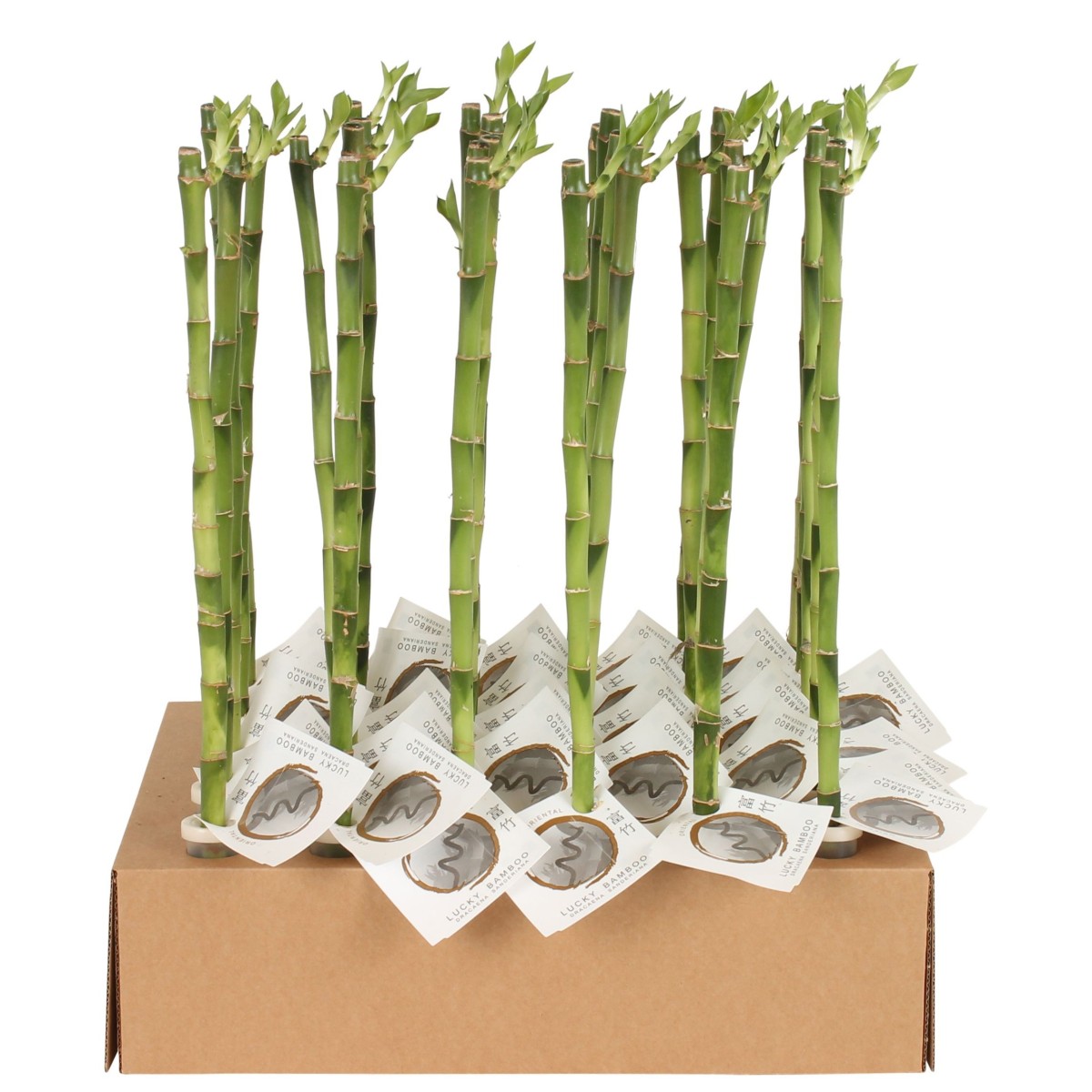 Lucky Bamboo tige droite à l'unité – H 50 cm