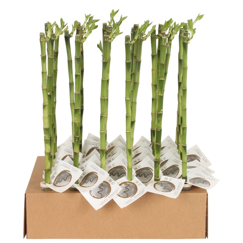 Lucky Bamboo tige droite à l'unité – H 50 cm