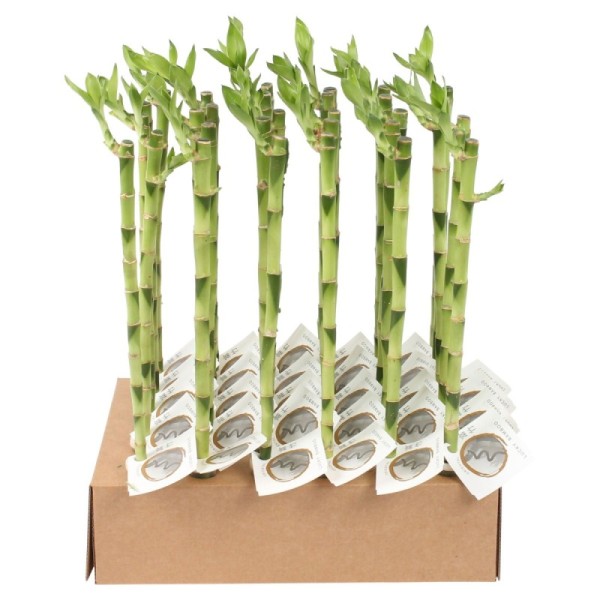 Lucky Bamboo tige droite à l'unité – H 45 cm