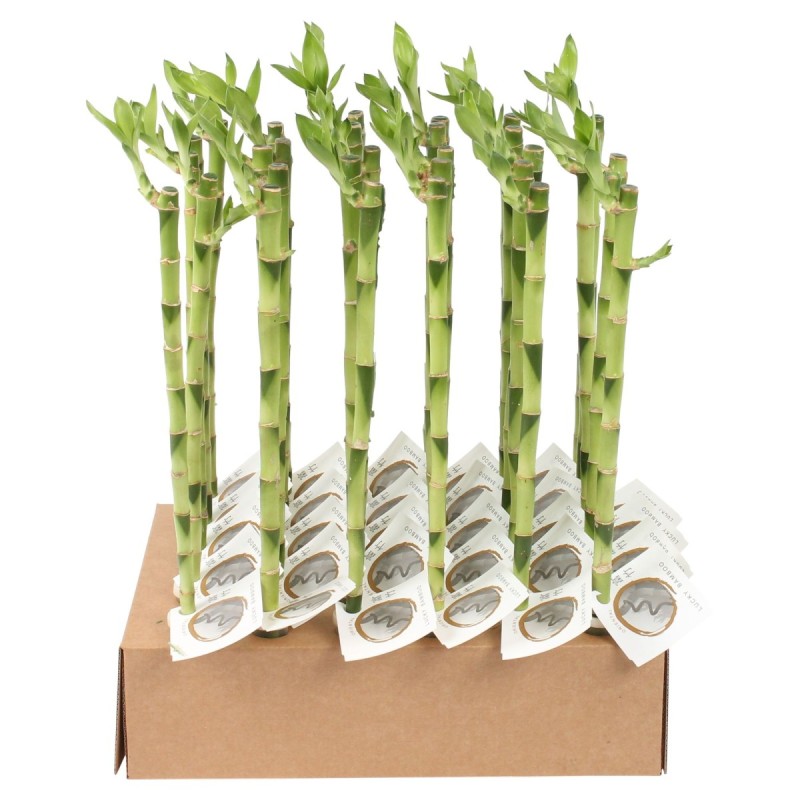 Lucky Bamboo tige droite à l'unité – H 45 cm