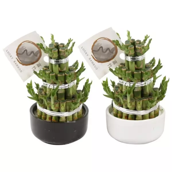 Lucky Bamboo boule à trois étages