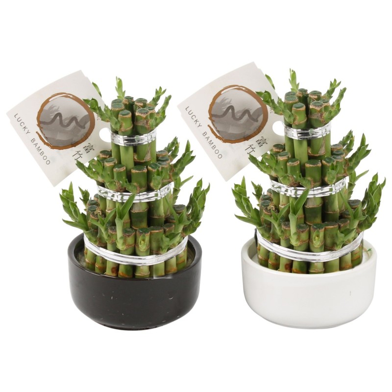 Lucky Bamboo boule à trois étages