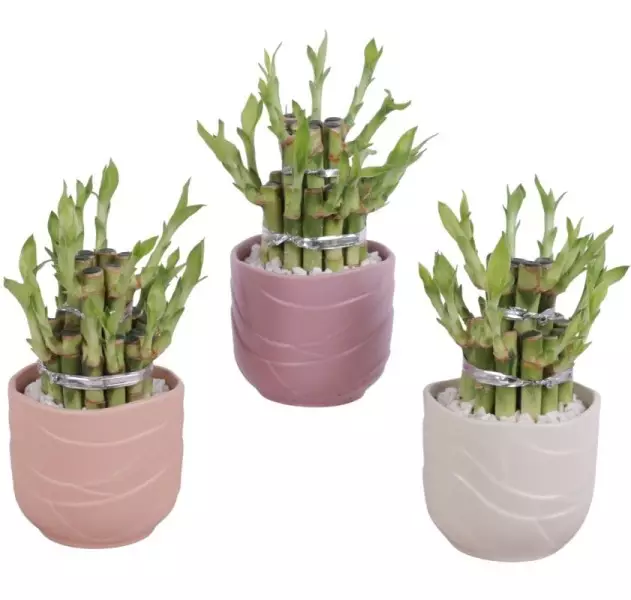 Lucky Bamboo boule à deux étages