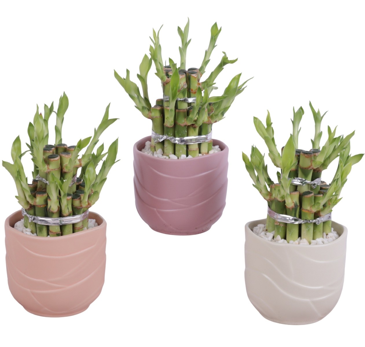 Lucky Bamboo boule à deux étages