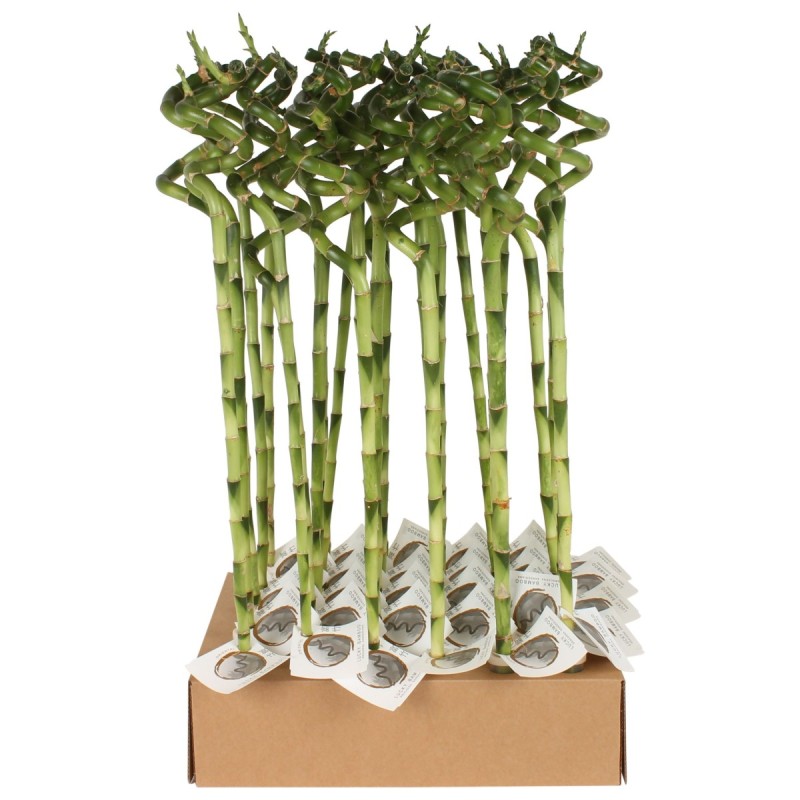 Lucky Bamboo tige spiralée à l'unité – H 50 cm