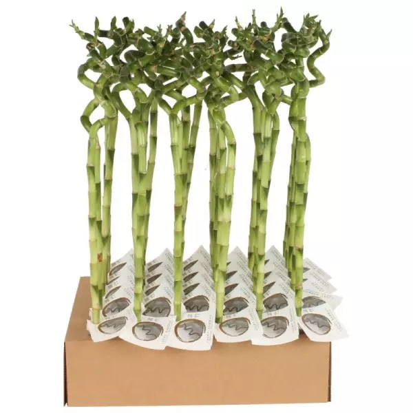 Lucky Bamboo tige spiralée à l'unité – H 60 cm