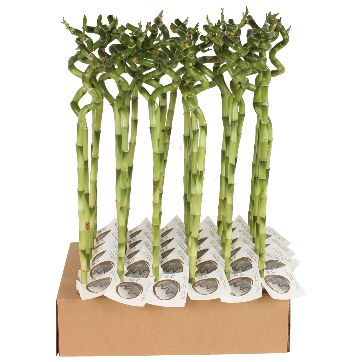 Lucky Bamboo tige spiralée à l'unité – H 60 cm