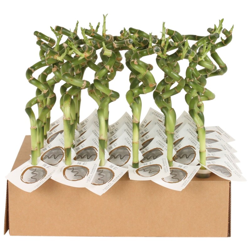Lucky Bamboo tige spiralée à l'unité – H 30 cm