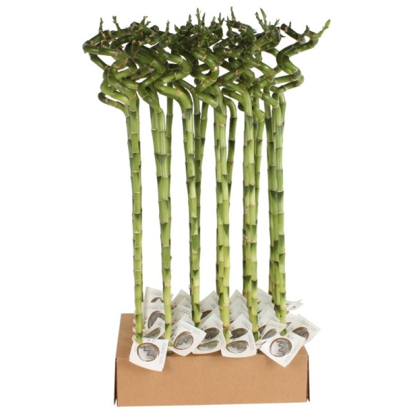 Lucky Bamboo tige spiralée à l'unité – H 70 cm