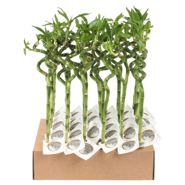 Lucky Bamboo tige spiralée à l'unité – H 45 cm