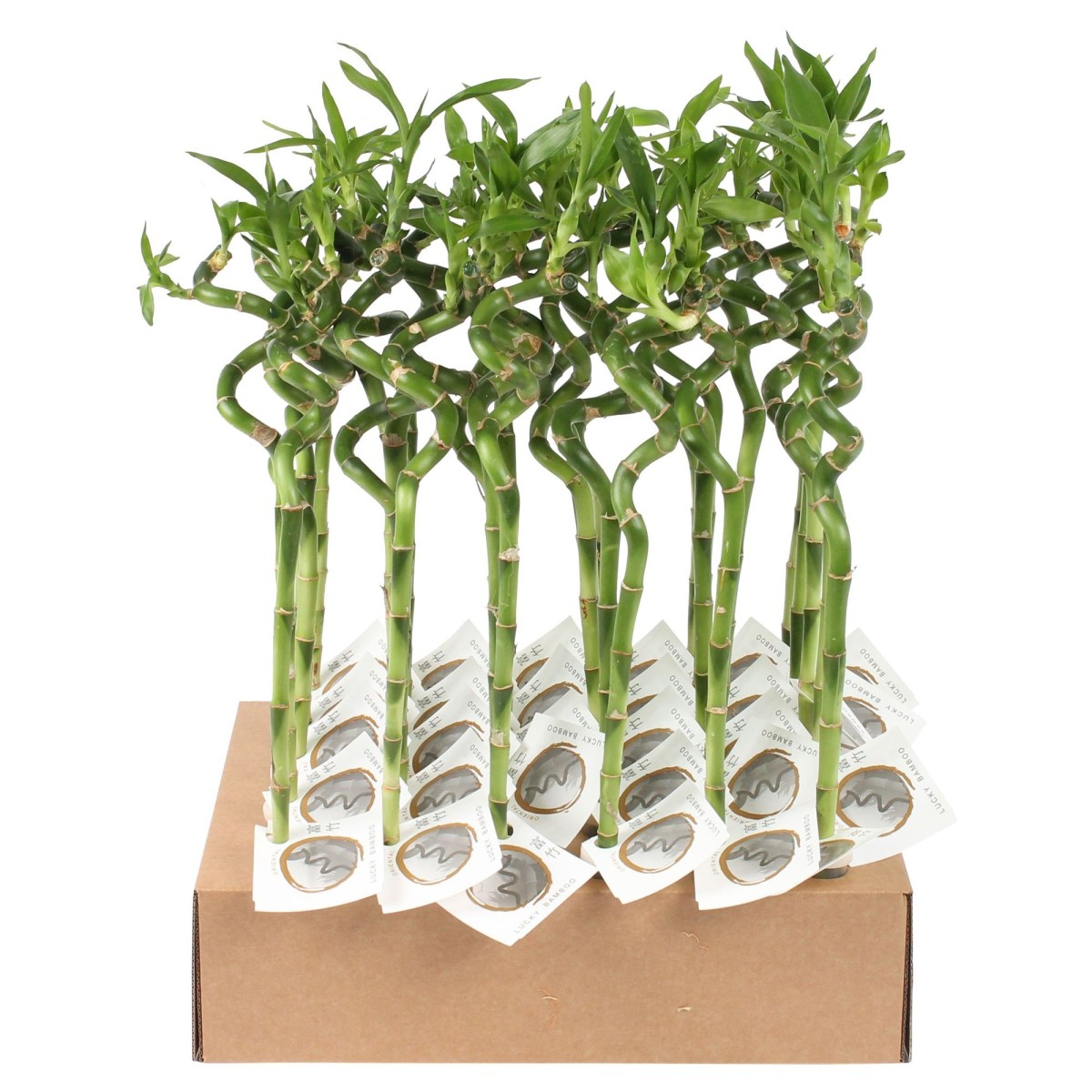 Lucky Bamboo tige spiralée à l'unité – H 45 cm