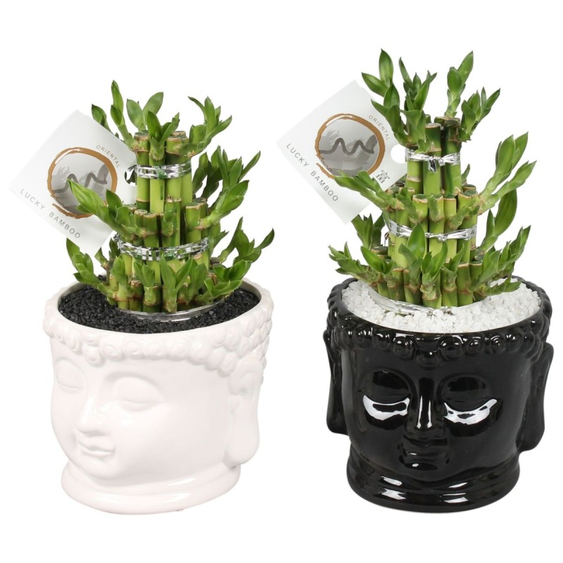 Lucky Bamboo boule à trois étages