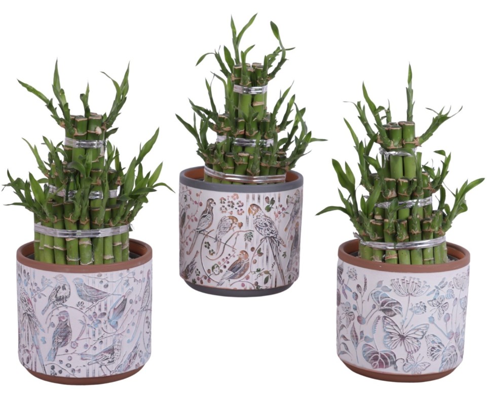Lucky Bamboo boule à trois étages