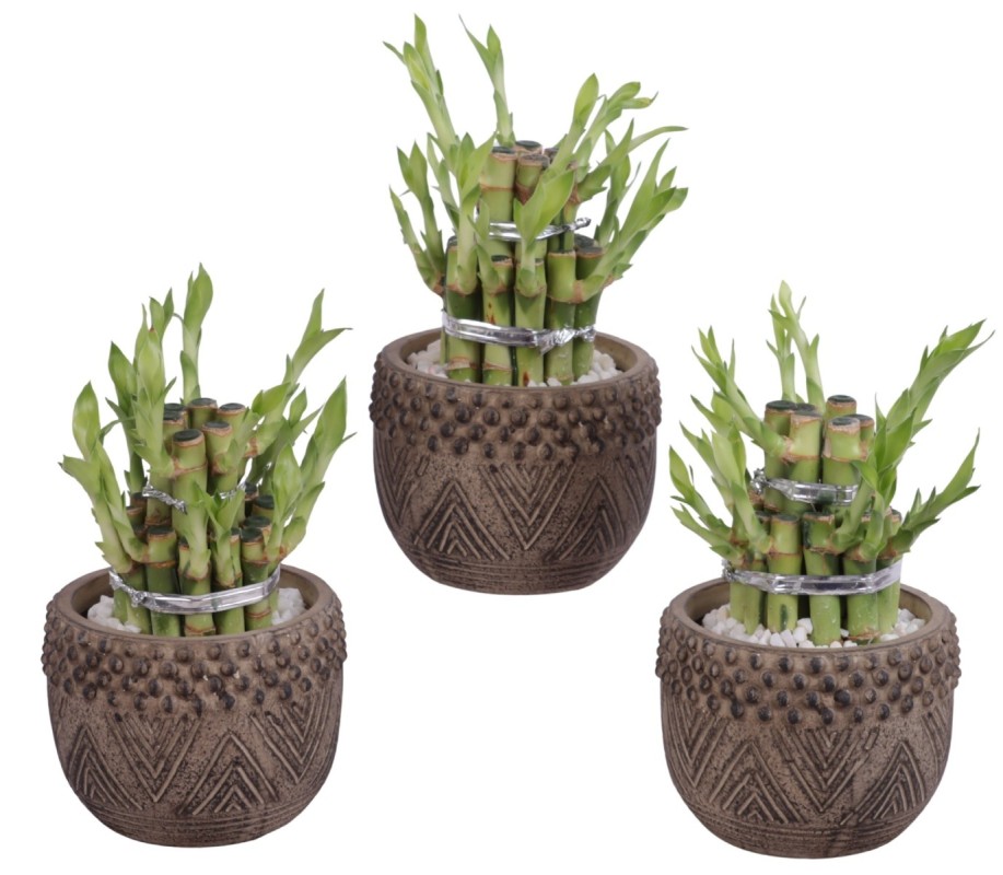 Lucky Bamboo boule à deux étages