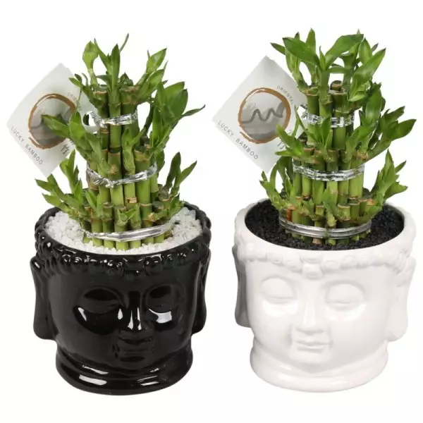 Lucky Bamboo boule à trois étages