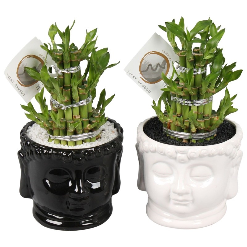 Lucky Bamboo boule à trois étages