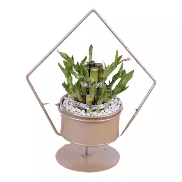 Lucky Bamboo boule à deux étages
