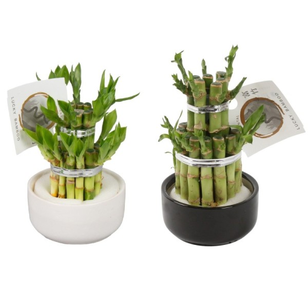Lucky Bamboo boule à deux étages