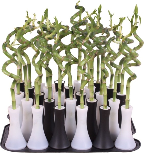 Lucky Bamboo tige spiralée en vase tube noir et blanc