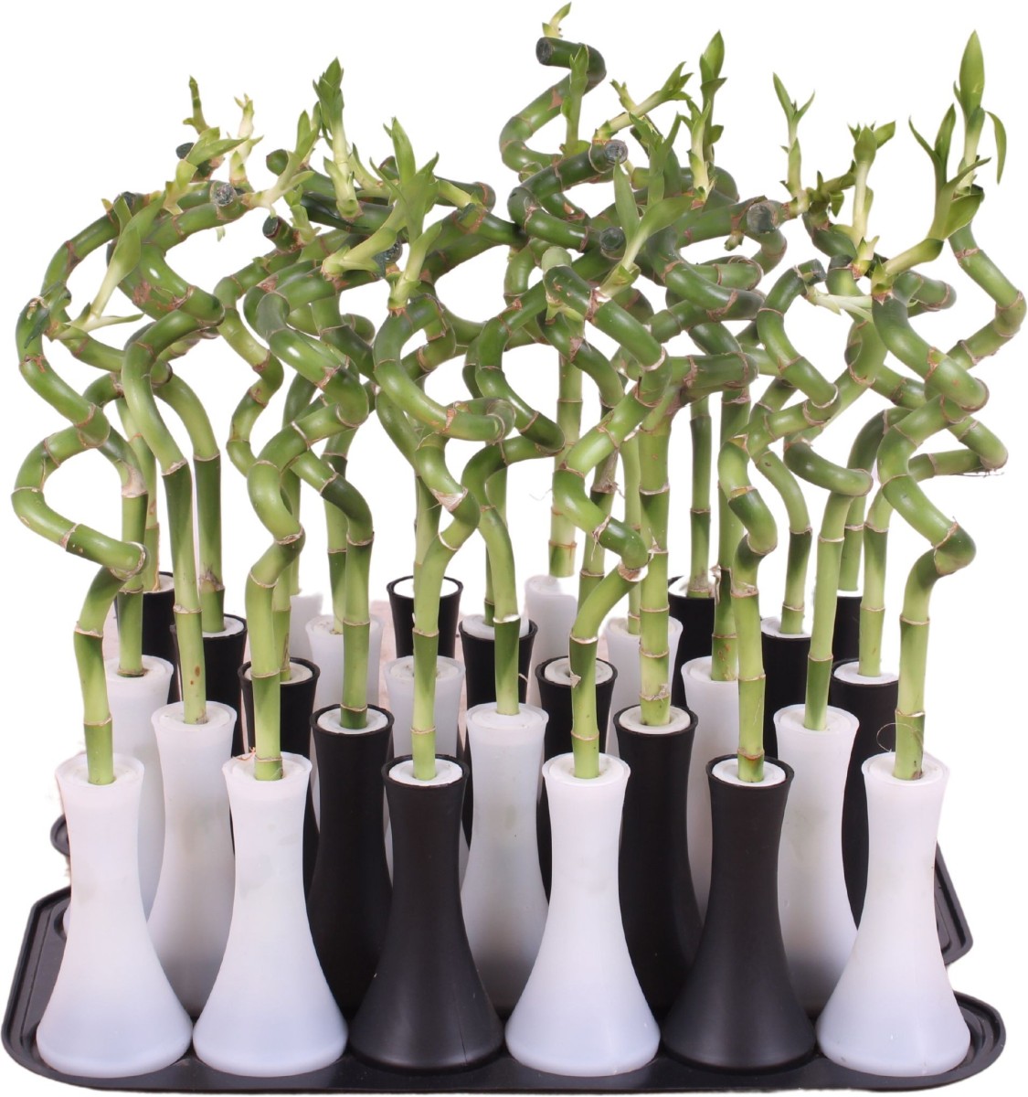 Lucky Bamboo tige spiralée en vase tube noir et blanc