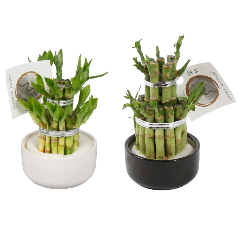 Lucky Bamboo boule à deux étages