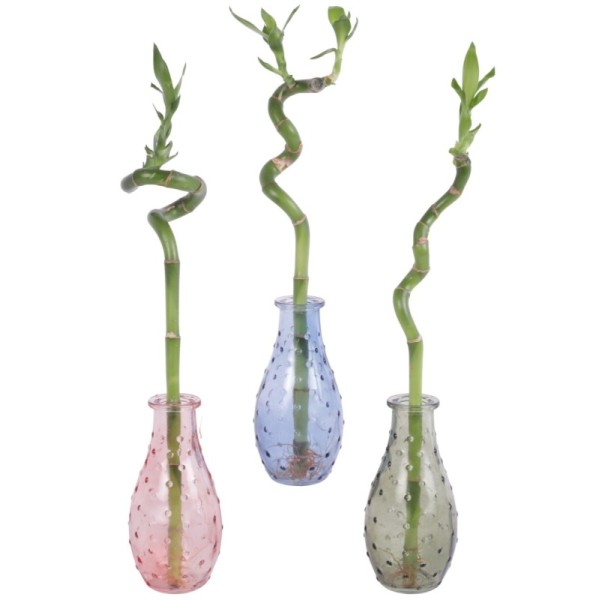 Lucky Bamboo tige spiralée en verre