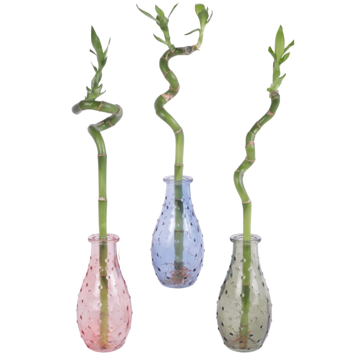 Lucky Bamboo tige spiralée en verre