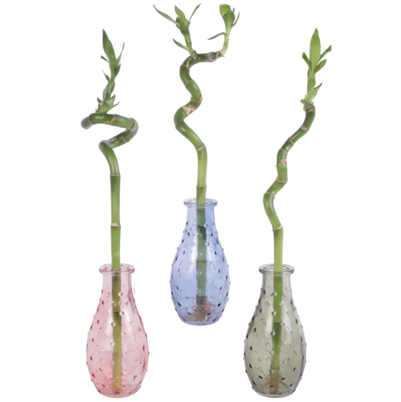 Lucky Bamboo tige spiralée en verre