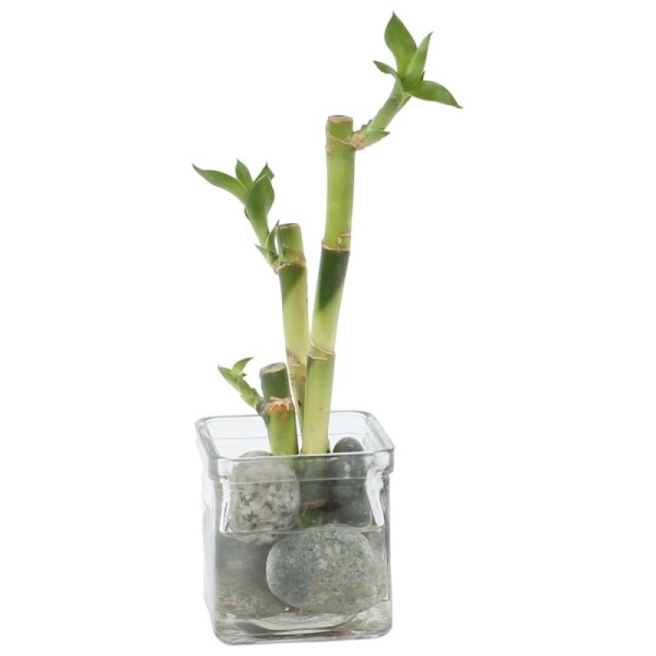 Lucky Bamboo composition zen en verre