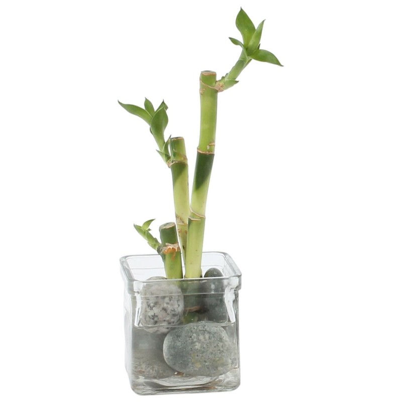 Lucky Bamboo composition zen en verre