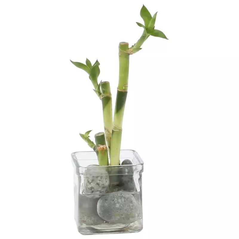 Lucky Bamboo composition zen en verre