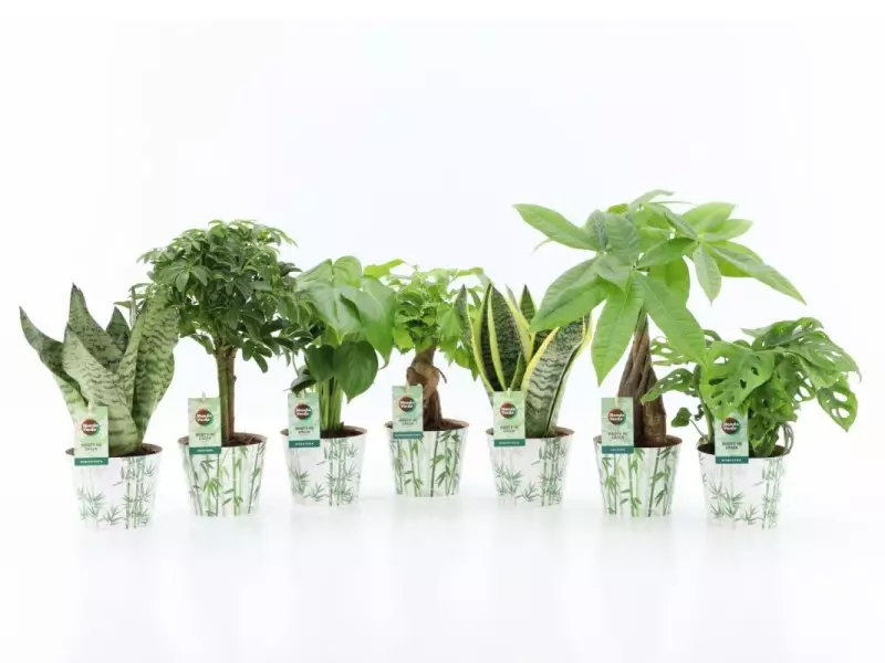 Mélange de plantes faciles d'entretien en cache-pot bambou