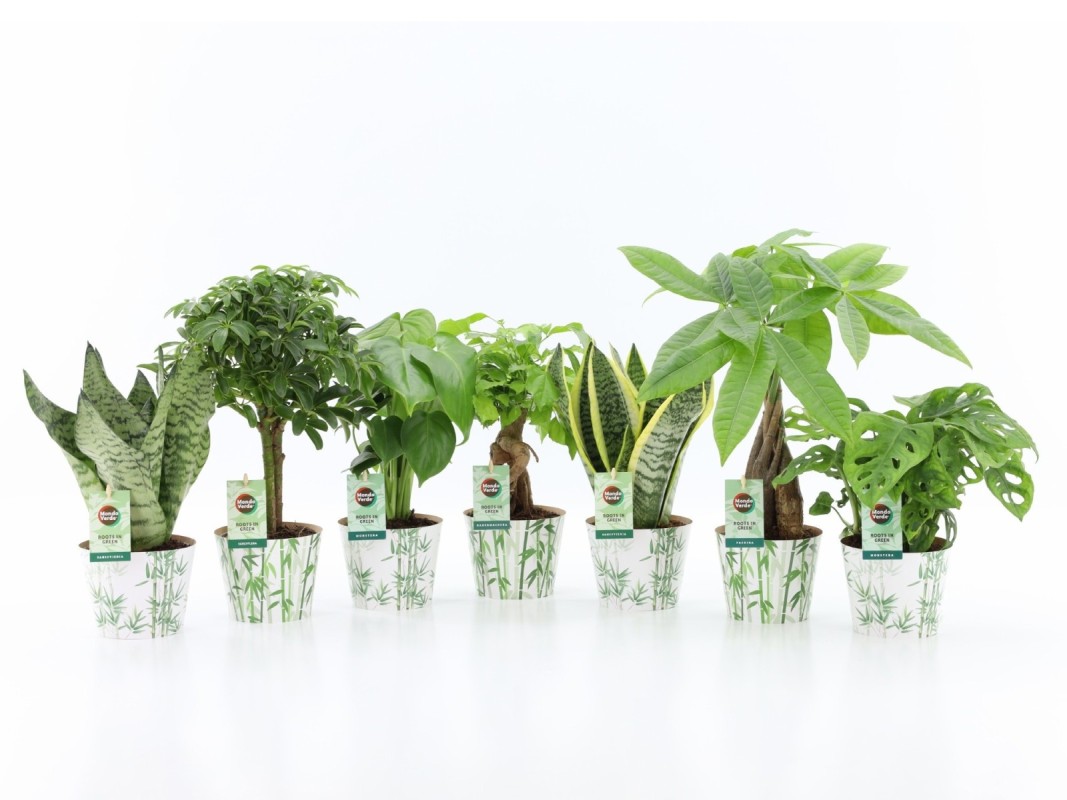 Mélange de plantes faciles d'entretien en cache-pot bambou