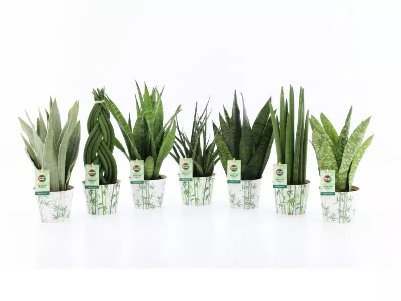 Sansevieria