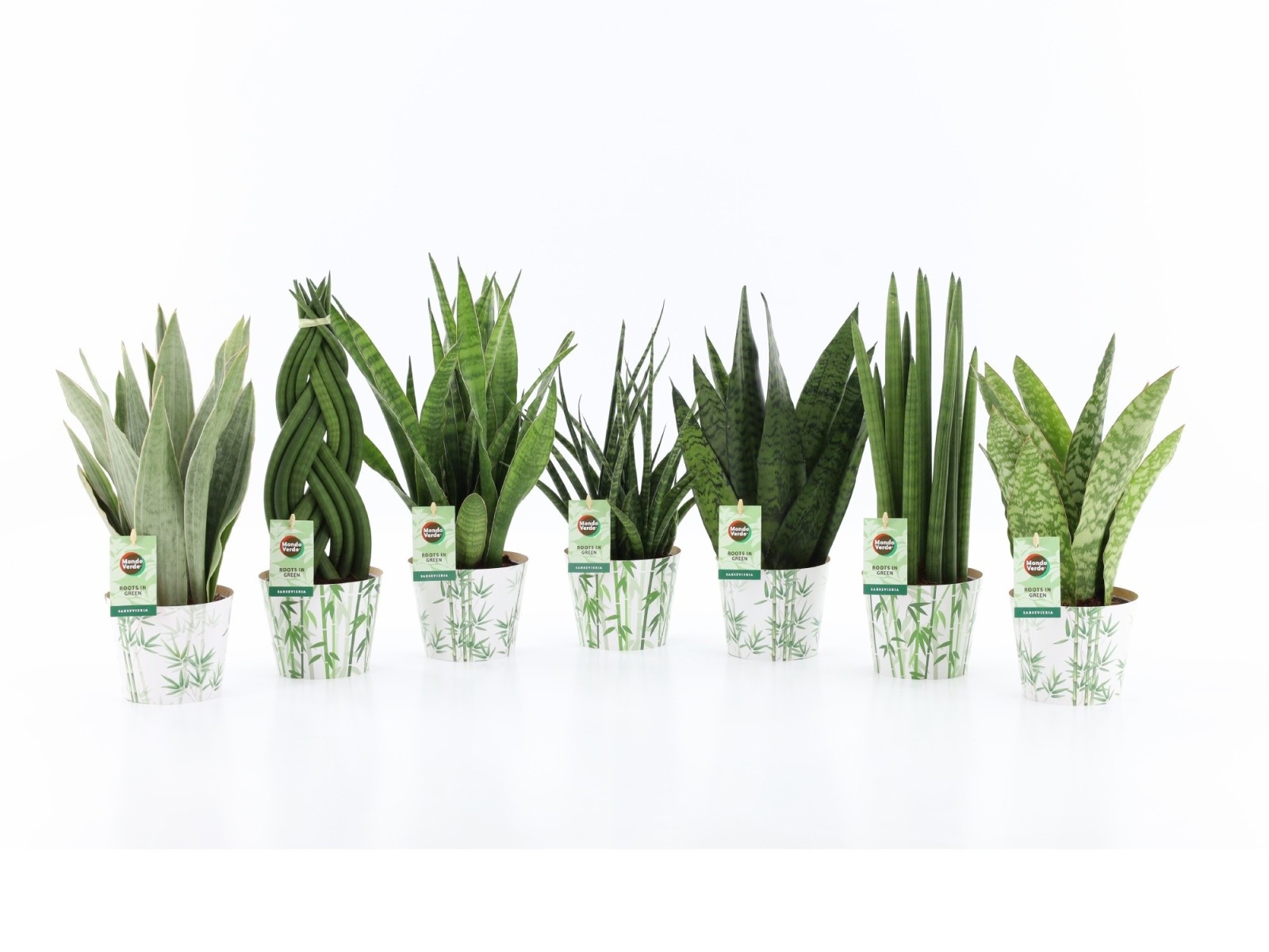 Sansevieria