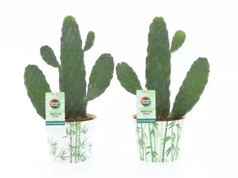 Opuntia (cactus raquette) en cache-pot bambou
