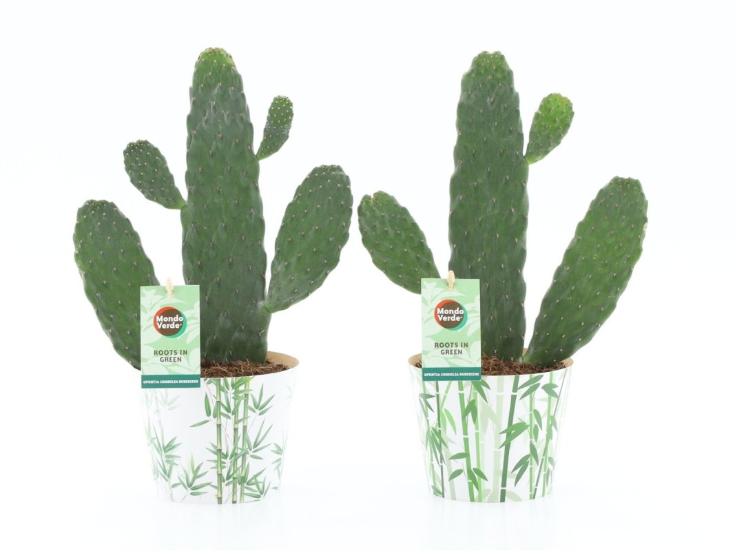 Opuntia (cactus raquette) en cache-pot bambou