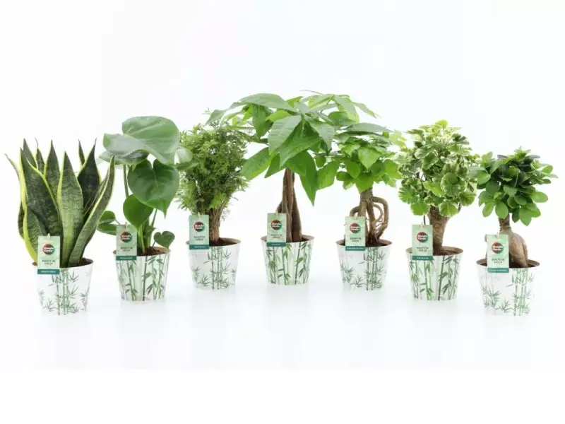 Mélange de plantes vertes exotiques en cache-pot bambou