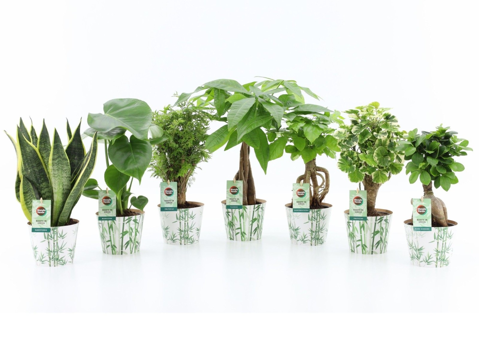 Mélange de plantes vertes exotiques en cache-pot bambou