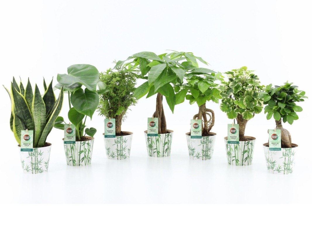 Mélange de plantes vertes exotiques en cache-pot bambou