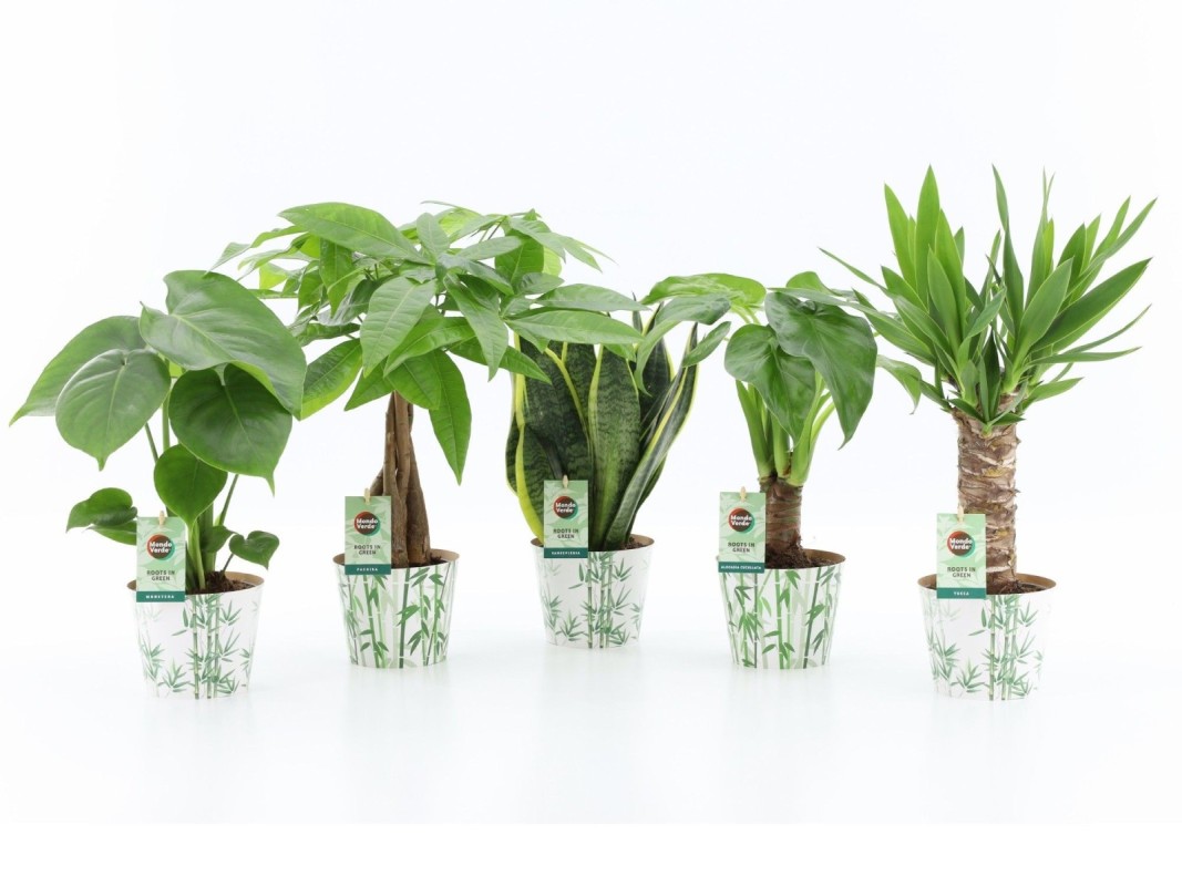 Mélange de plantes tropicales en cache-pot bambou