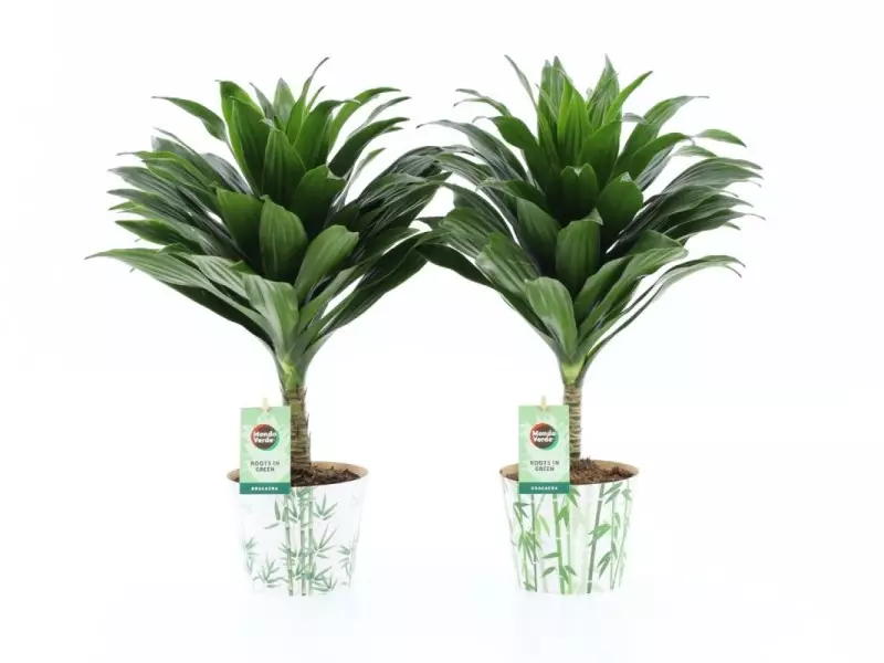 Dracaena fr. Janet Craig compacta sur tige en cache-pot bambou