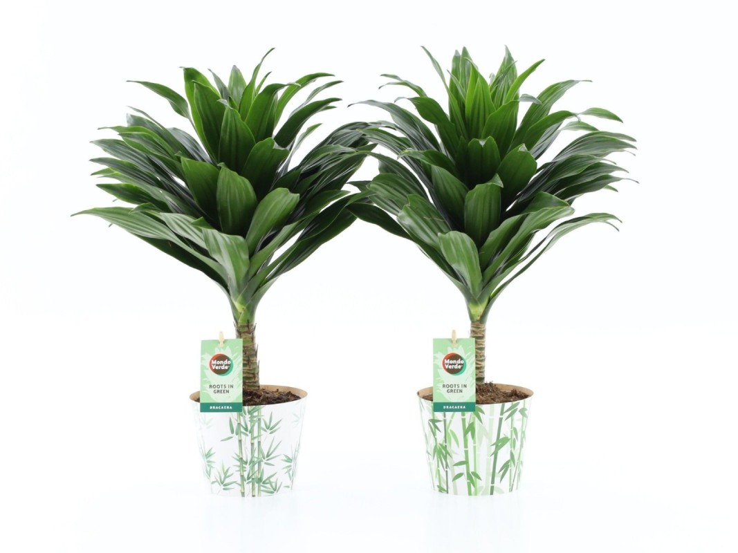 Dracaena fr. Janet Craig compacta sur tige en cache-pot bambou