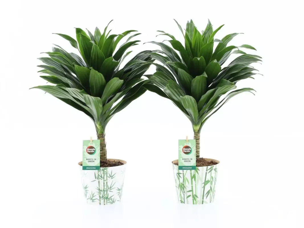 Dracaena fr. Janet Craig compacta sur tige en cache-pot bambou