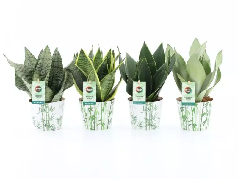 Sansevieria